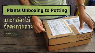 Plants Unboxing to Potting แกะกล่องไม้จัดลงกระถาง