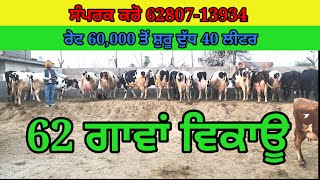 Top HF And Jarsey Cows For Sale 📞 62807-13934 #cowforsale #hfcow #cowvideos