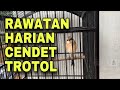 Perawatan cendet trotol agar cepat bunyi dan cepat ganti bulu