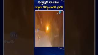 Tiger Appear on Road | Visuals Goes Viral !! | పెద్దపులి రాజసం దర్జాగా రోడ్డు దాటిన టైగర్ | ZEE News