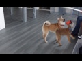 柴犬　150504　朝のお遊び３