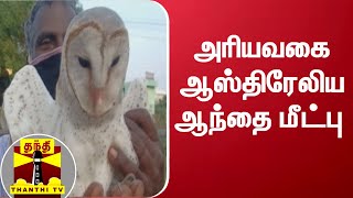 அரியவகை ஆஸ்திரேலிய ஆந்தை மீட்பு | Owl