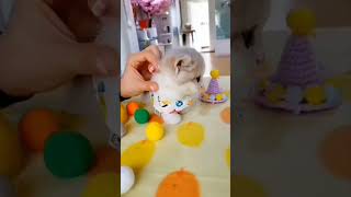 lovely kitten's 😍😍