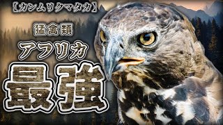 【人を襲うタカ￼】カンムリクマタカの気になるところだけまとめました