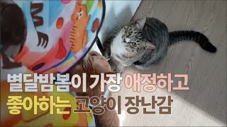 [4묘4색] 별달밤봄이 가장 애정하는 고양이 장난감