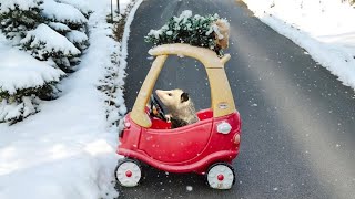 Driving Gatlinburg before the big snow day