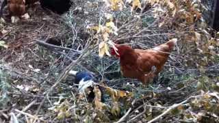 Sapphire and Ruby - Two Foxy Terrier X Mini Foxy Puppies with Chickens - Sisters 7 weeks