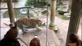 Tiger Food Enrichment / Contrafreeloading