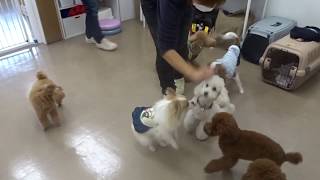 犬の幼稚園　FREEWAN　遊びの時間②　2/23