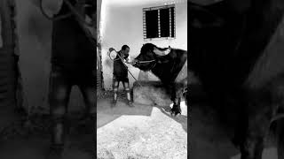 सम्राट pada ladai #entry #shorts #short #shortvideo #viral #viralshorts #trending #dairyfarm