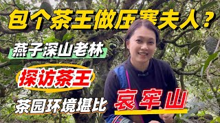 包個茶王做壓寨夫人？燕子深山老林探訪茶王，茶園環境堪比哀牢山購茶請加微信WeChat或Line：yzzhc001（微信與LINE同號）#茶 #茶叶 #普洱茶 #古树茶 #茶生活 #茶文化 #茶知识