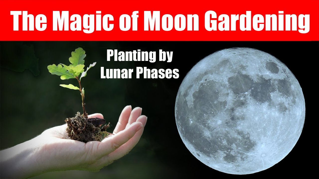 The Magic Of Moon Gardening: Planting By Lunar Phases - YouTube