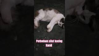 Perbedaan Sifat Kucing saat Hamil• Hamil pertama lebih agresif sdgkn hamil berkali-kali lebih santuy