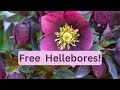 How To Divide Hellebores 🌸 Propagate Split Lenten Rose