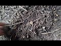 how to collect ready vermicompost and strain using hands. vermicomposting at home language english