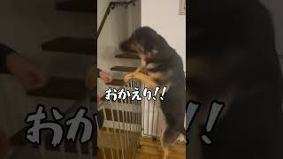 【盛大なお出迎えシェパード】 #ジャーマンシェパード #シェパード #犬のいる暮らし #germanshepherd #shorts