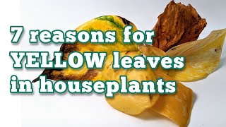 7 reasons for YELLOWING LEAVES in houseplants | @MyWastelessLife