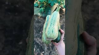 Picking The Best Zucchini Variety For Your Garden #gardening101 #gardeneducation