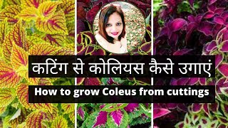 Coleus plant care | How to grow Coleus Plant from cutting | कोलियस प्लांट को कटिंग से कैसे उगाएं