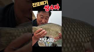 쌍4짜 손맛 캬~~~ 못잊겄어. 진또붕어야~~~  #스유 #fishing#4짜 #보광딤플찌 #진또배기