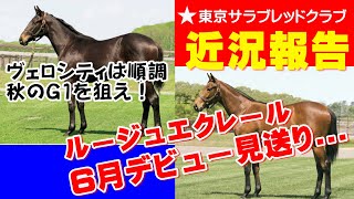 【一口馬主 #31】ルージュエクレールは次走延期に...／レッドヴェロシティは秋のG1を狙う【東京サラブレッドクラブ】