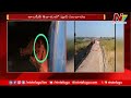 tiger migration in adilabad district tiger spotted in adilabad ntv