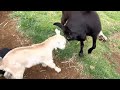 2022年5月22日　秩父高原牧場　去年の子ヤギ vs 今年の子ヤギ　last year s baby goat vs. this year s baby goat