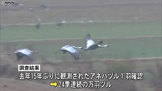 ２４季連続で“万羽ヅル”確認　出水平野