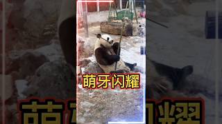 💖粉丝专属:可爱萌牙闪耀！🐼萌兰 #大熊猫 #my cute panda