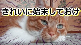 夜中にこっそり猫草食った結果・・【侵入した野良仔猫】～家猫修行中～