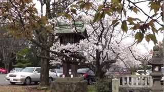 大分県護国神社さくら