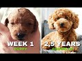 Miniature Poodle Apricot growing Up - One Week to 2,5 Years