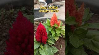 Celosia flower plant #flowers