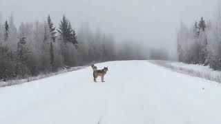 Wild Pack Of Wolves in Wrigley, Northwest Territories!