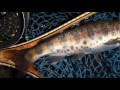 春の渓流・釣りをしながら歩こう フライフィッシング　flyfishing