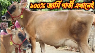 আমার দেখা অর্জিনাল জার্সি গাভী এখানেই.২৫-৩০ লিটার দুধের জার্সি গাভী ক্রয় করুন সরাসরি খামারে এসে