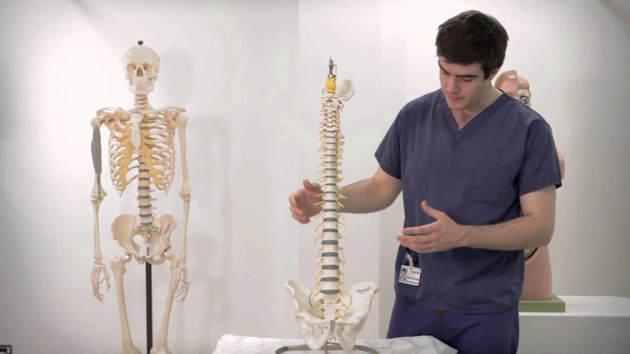 Spine Tutorial Fastbleep Schools Youtube