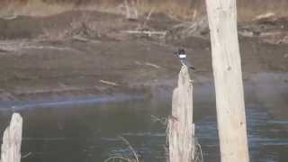 Hawk chasing Belted Kingfisher