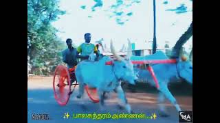 பாலசுந்தரம் அண்ணனின் கடுமையான ஓட்டு.../#reckla_status...