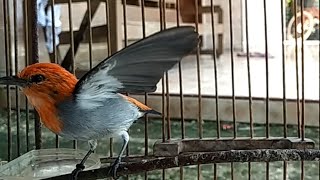 Channel Pusat Kicau Burung