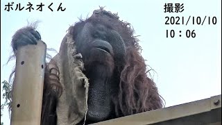 人が嫌いなボルネオくんに声を掛け続けてみた　オランウータン　多摩動物公園　No58-1　358