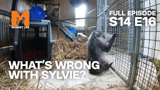 Things Get Worse For Sylvie | Season 14 Episode 16 | Full Episode | Monkey Life