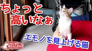 エモノを見上げる半野良猫。ちょっと高いなぁ。