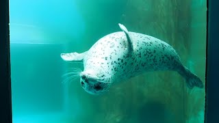 男鹿水族館のゴマフアザラシとカリフォルニアアシカ