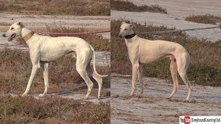 strong tazi dogs of Pakistan