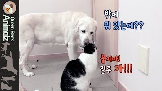 밖에 나가고 싶어서 방언터진 고양이!!!