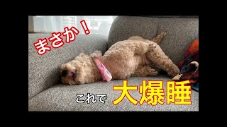 大胆な寝方に自分でもビックリして飛び起きる！【今日のいちご】トイプードル