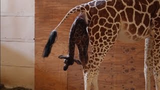 April the giraffe gives birth to calf in New York zoo