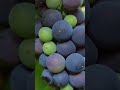 grapes vines and fruits eldest sis candy backyard germany travel