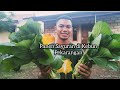 Saya berhasil menanam sawi dan bawang merah hingga panen di kebun mini pekarangan rumah.